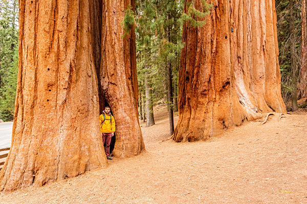 Tourist with backpack hiking in Sequoia National Park