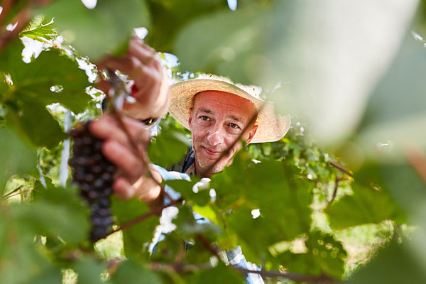 Weinbauer beim Abschneiden einer Rebe