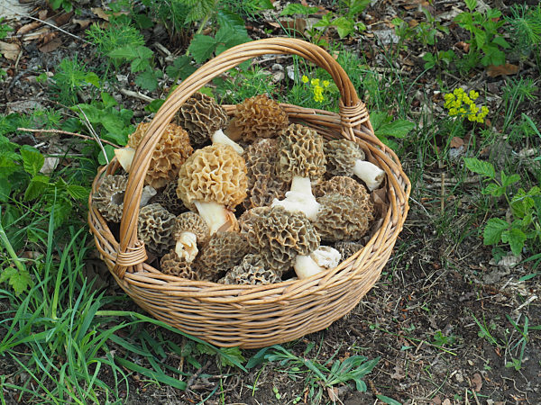 Speisemorcheln (Morchella esculenta)  im Pilzkorb