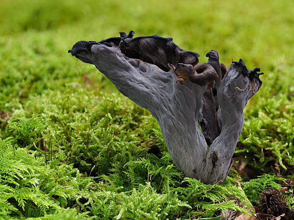 Herbsttrompete, Totentrompete