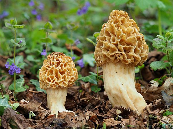 Speisemorchel, Rundmorchel - Morchella esculenta