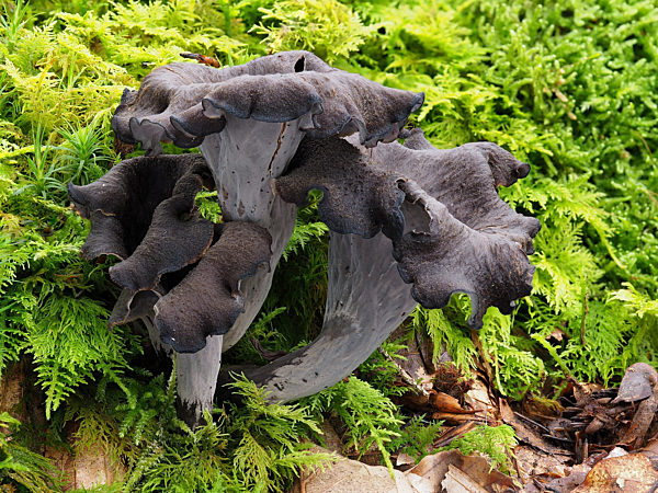 Herbsttrompete, Totentrompete,