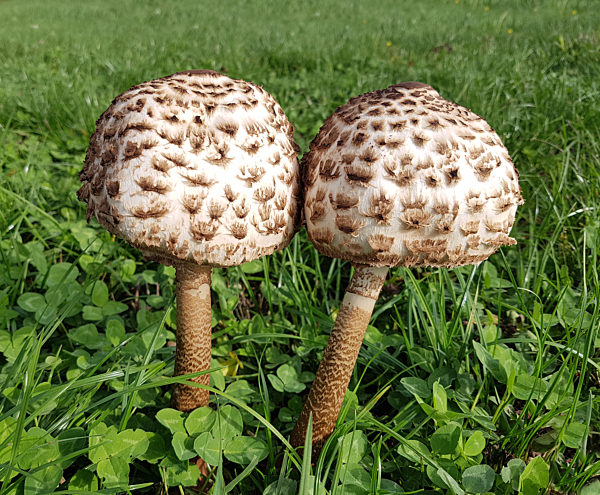 Parasolpilz, Macrolepiota, procera, Schirmpilz