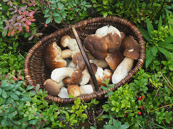 Pilzkorb mit Steinpilzen