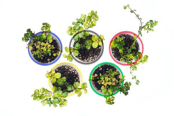dichondra sprout Olympic rings beautiful shape five