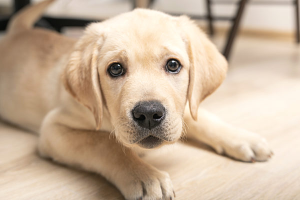 funny puppy pokes nose into camera. cute little six week old retriever dog looking in camera
