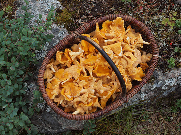 Pilzkorb mit Pfifferlingen in Schweden