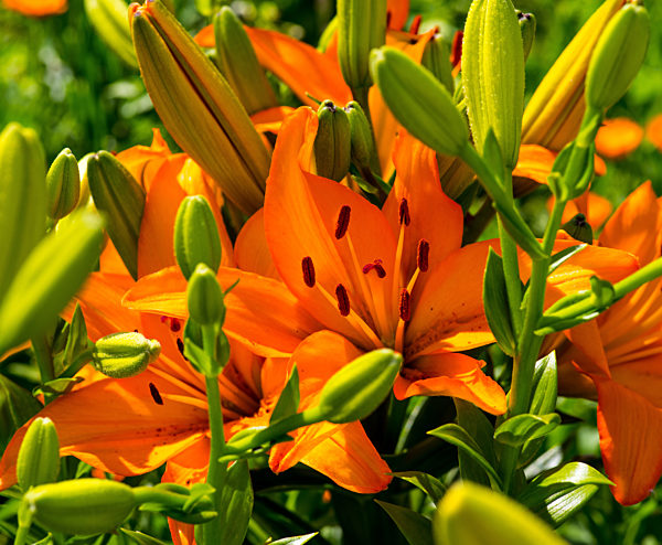 Offene orangefarbene Lilienblüten und geschlossene Lilienblüten in grün