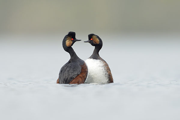 sie mögen sich... Schwarzhalstaucher *Podiceps nigricollis*
