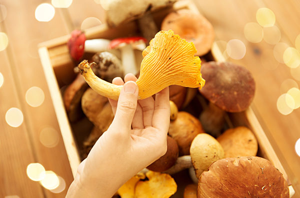 hand holding chanterelle over box of mushrooms