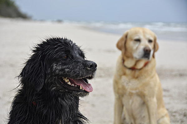 Hunde am Strand