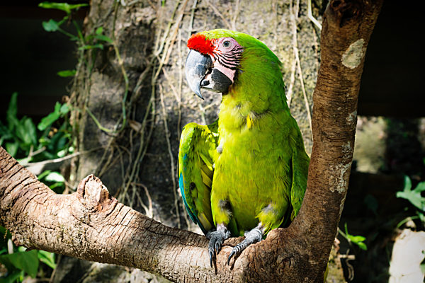 Detail of a green macaw parrot on a stick in Macaw Mountain Bird Park, Copan Ruinas, Honduras