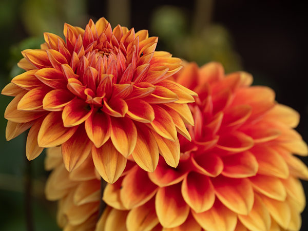 Dahlien im Sommergarten