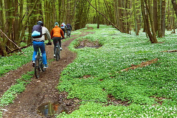 a group of cyclists in the spring forest, people ride bicycles