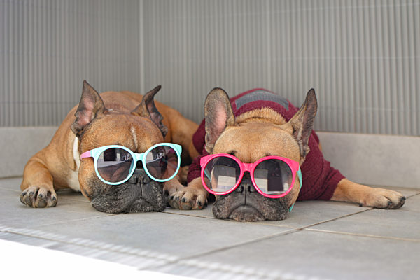 Zwei Französische Bulldoggen Hunde mit Sonnenbrillen