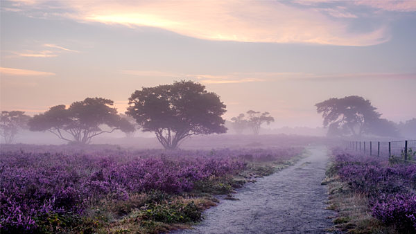 Blooming heather in the Netherlands,Sunny foggy Sunrise over the pink purple hills at Westerheid park Netherlands, blooming Heather fields in the Netherlands during Sunrise