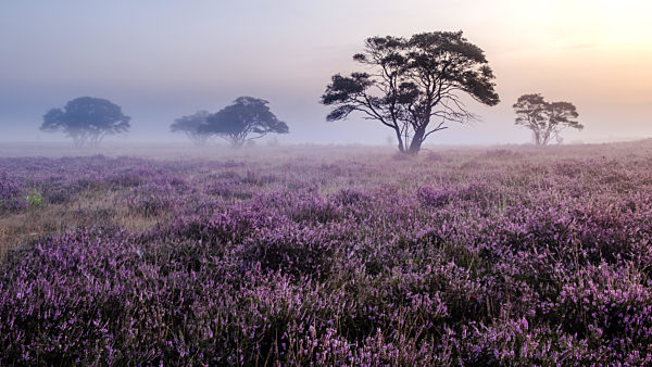 Blooming heather in the Netherlands,Sunny foggy Sunrise over the pink purple hills at Westerheid park Netherlands, blooming Heather fields in the Netherlands during Sunrise
