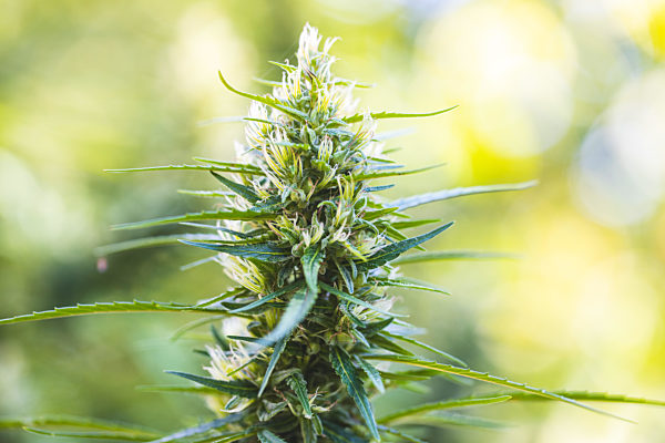 Marijuana bud flowers of cannabis