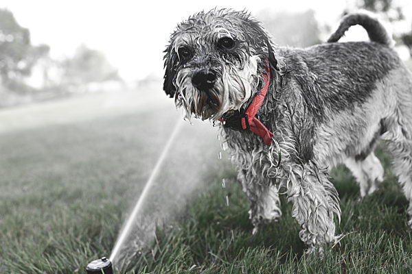 Wet happy pet schnauzer dog puppy playing with water, drinking from sprinkler in a hot summer day