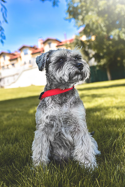 portrait of a beautiful dog schnauzer sitting on the grass and looking into the distance in the park.The concept of love for animals. best friends.