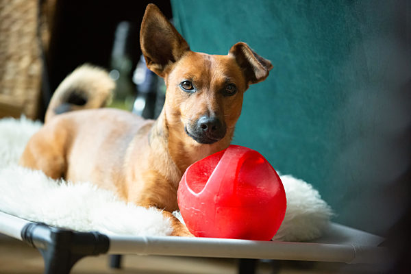 Little dog at home in the living room playing with his toys