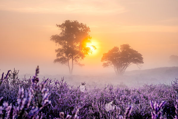 Blooming heather in the Netherlands,Sunny foggy Sunrise over the pink purple hills at Westerheid park Netherlands, blooming Heather fields in the Netherlands during Sunrise