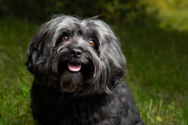 Little Bolonka Zwetna pure breed dog sitting outdoors.