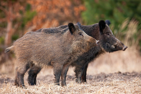 Two alert wild boars standing on field in autumn nature