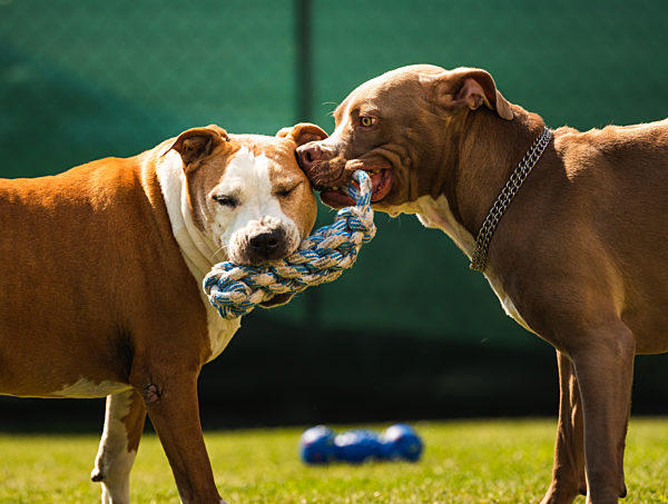 Two dogs amstaff terrier playing tog of war outside. Young and old dog fun in backyard.