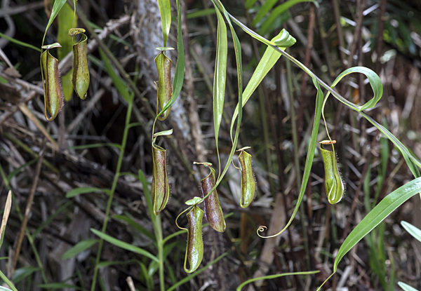 Kannenpflanzen (Nepenthes gracilis) in situ, Sabah, Borneo, Malaysia