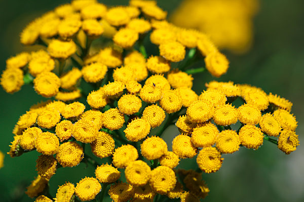 Tansy flowers in meadow