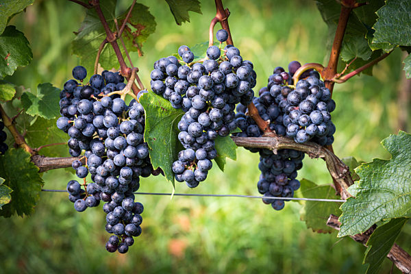 Red grapes at a vineyard in Burgenland