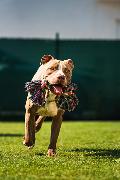 Dog running in backyard, amstaff terrier with toy rope runs towards camera.