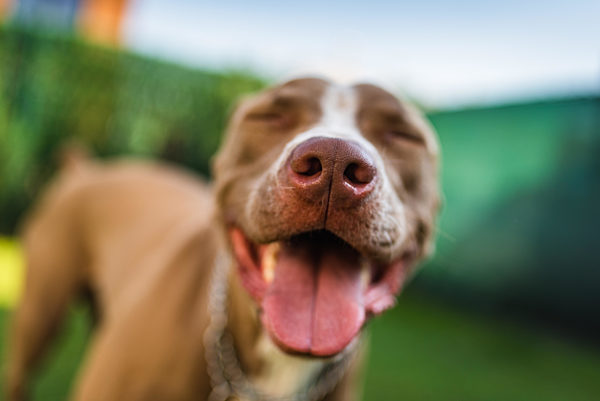 Closeup of Amstaff dog brown nose outdoors background