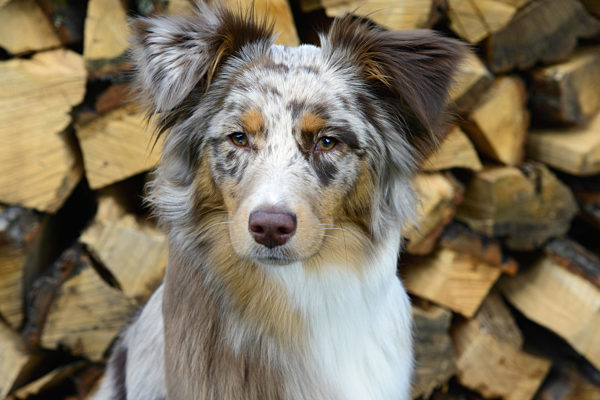 Australian Shepherd