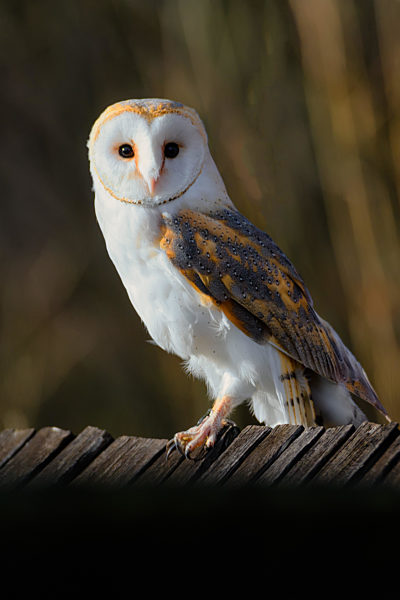 The barn owl, Tyto alba, sitting on a wooden roof
