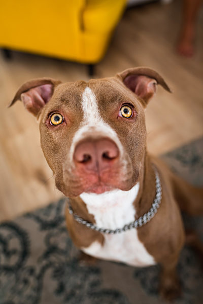 Dog, amstaff terrier sitting and looking up, towards camera