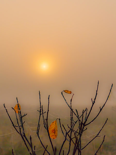 Colored misty morning in the autumn field