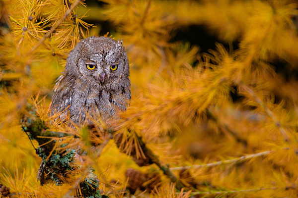 The Eurasian scops owl ,Otus scops, European scops owl in larch