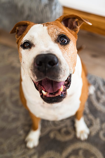 Old Dog, amstaff terrier sitting and loocking up, towards camera