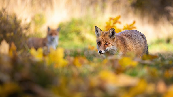 Red fox hunting in autumn forest with another in background