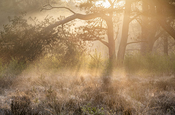 golden sunrise light in fog