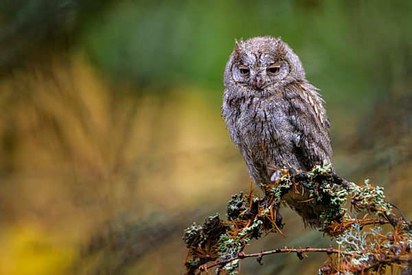 The Eurasian scops owl ,Otus scops, European scops owl in forest