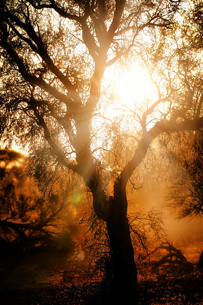 Sonnenaufgang, Kgalagadi-Transfrontier-Nationalpark, Südafrika | sunrise, Kgalagadi Transfrontier National Park, South Africa