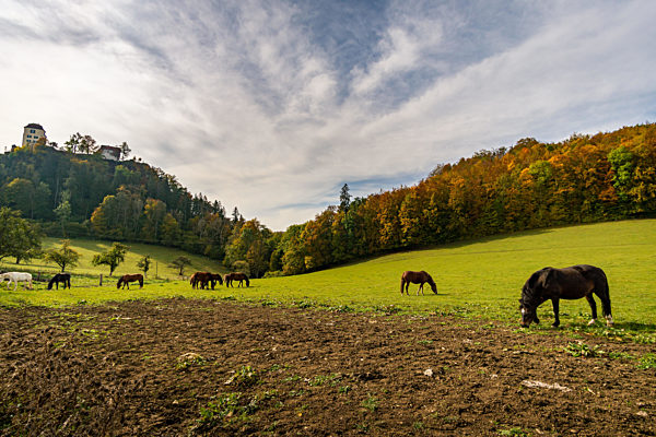Horses on the hiking trail in the Danube Valley at Bronnen Castle near Beuron in autumn