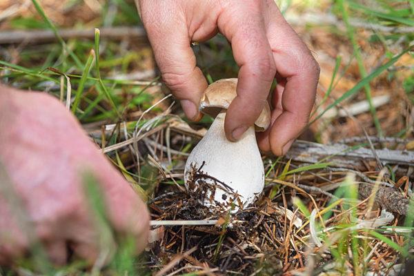 Hand is ripping off a Mushroom boletus. Mushroom collecting Season. Porcini Mushrooms. Mushroom picking in the forest.