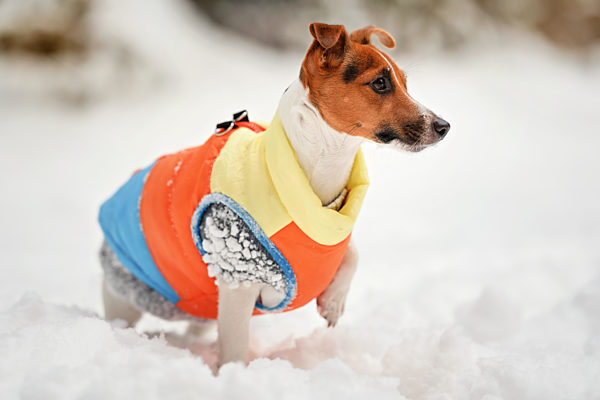 Small Jack Russell terrier dog in bright orange yellow and blue winter jacket standing on snow covered ground