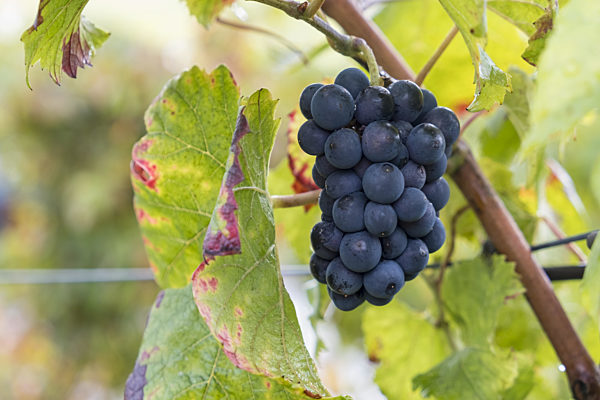 Blaue Weintrauben (Vitis sp.) am Rebstock