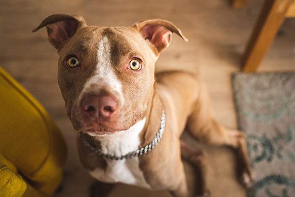 Dog, amstaff terrier sitting and loocking up, towards camera