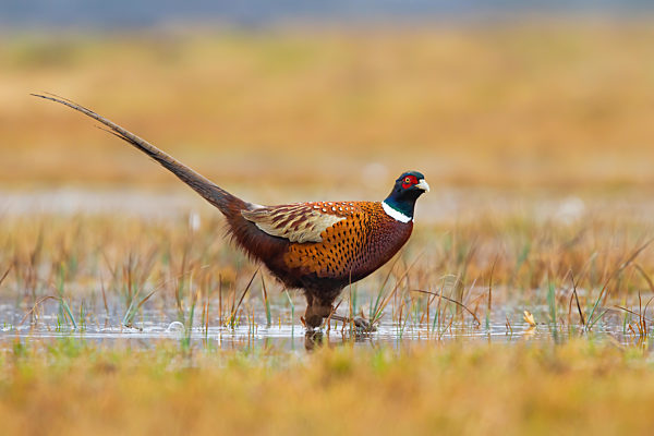 Common pheasant looking in water on field in autumn